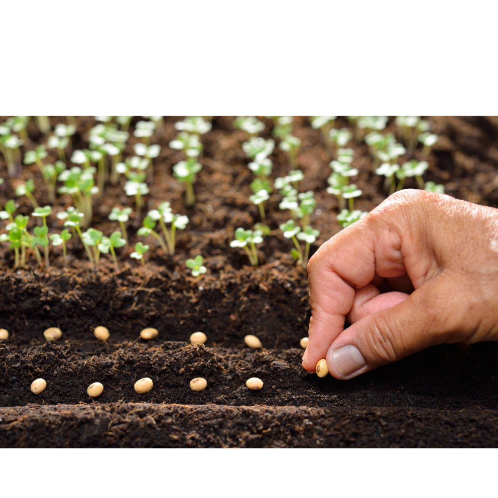 Výsevy podle měsíců