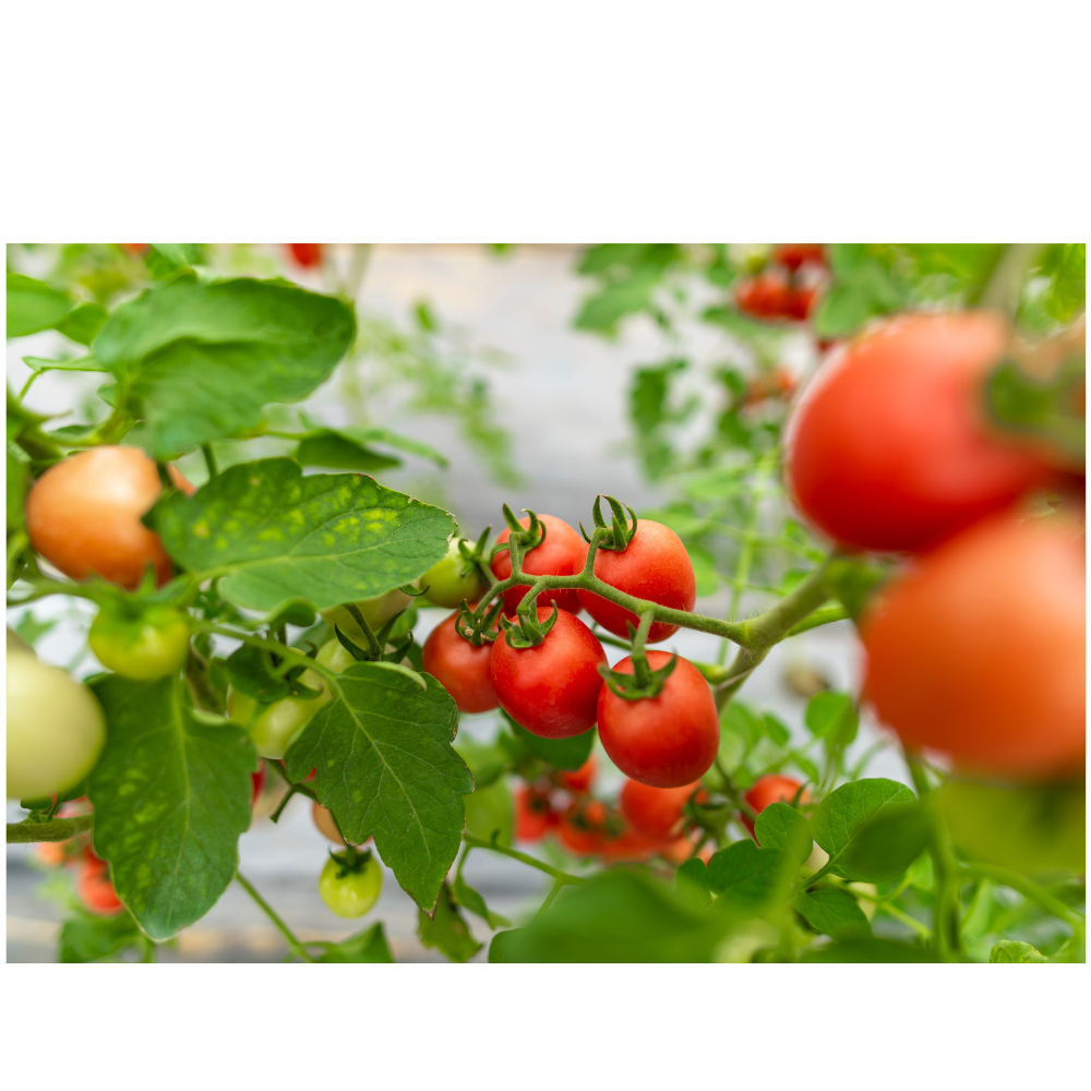 Předpěstování a pěstování