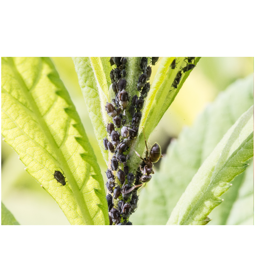 Škůdci a jak na ně